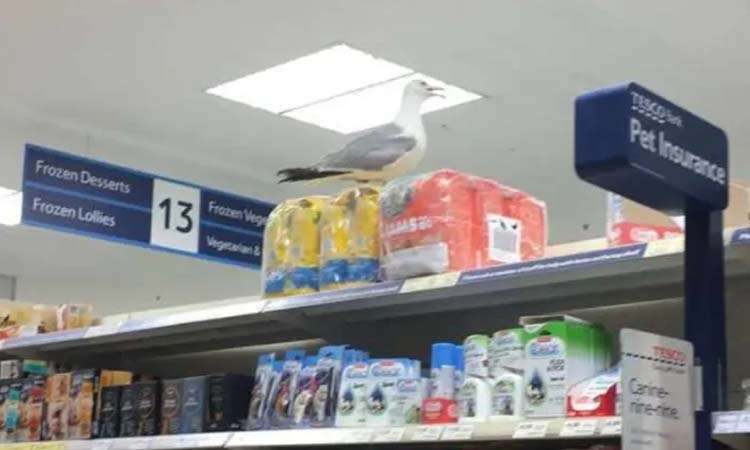 Bird intruder in Tesco