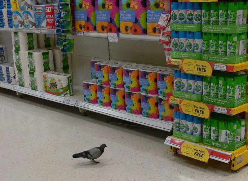 This is pigeon not a retail worker