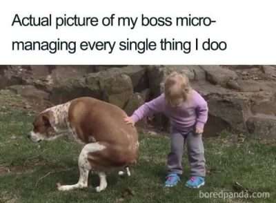 A retail meme that shows a dog pooping and a child micromanaging it. This is supposed to be similar to how a retail boss will micromanage your tasks. 